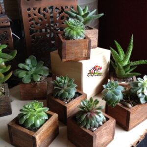 Succulent Planter