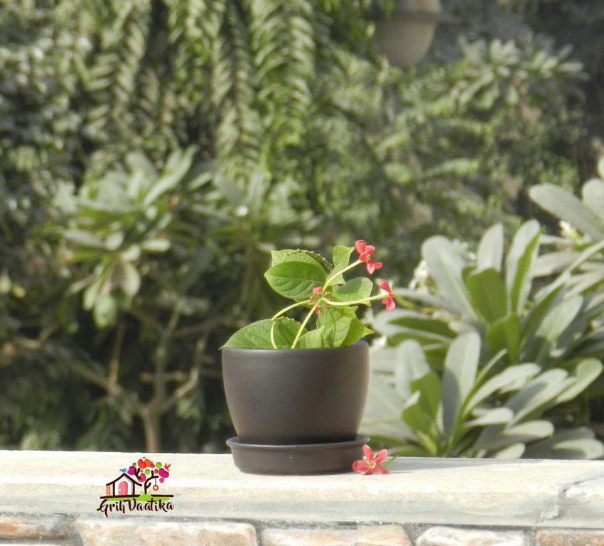 Cup Plate Ceramic Desk Planters - Black