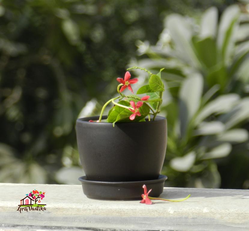 Cup Plate Ceramic Desk Planters - Black