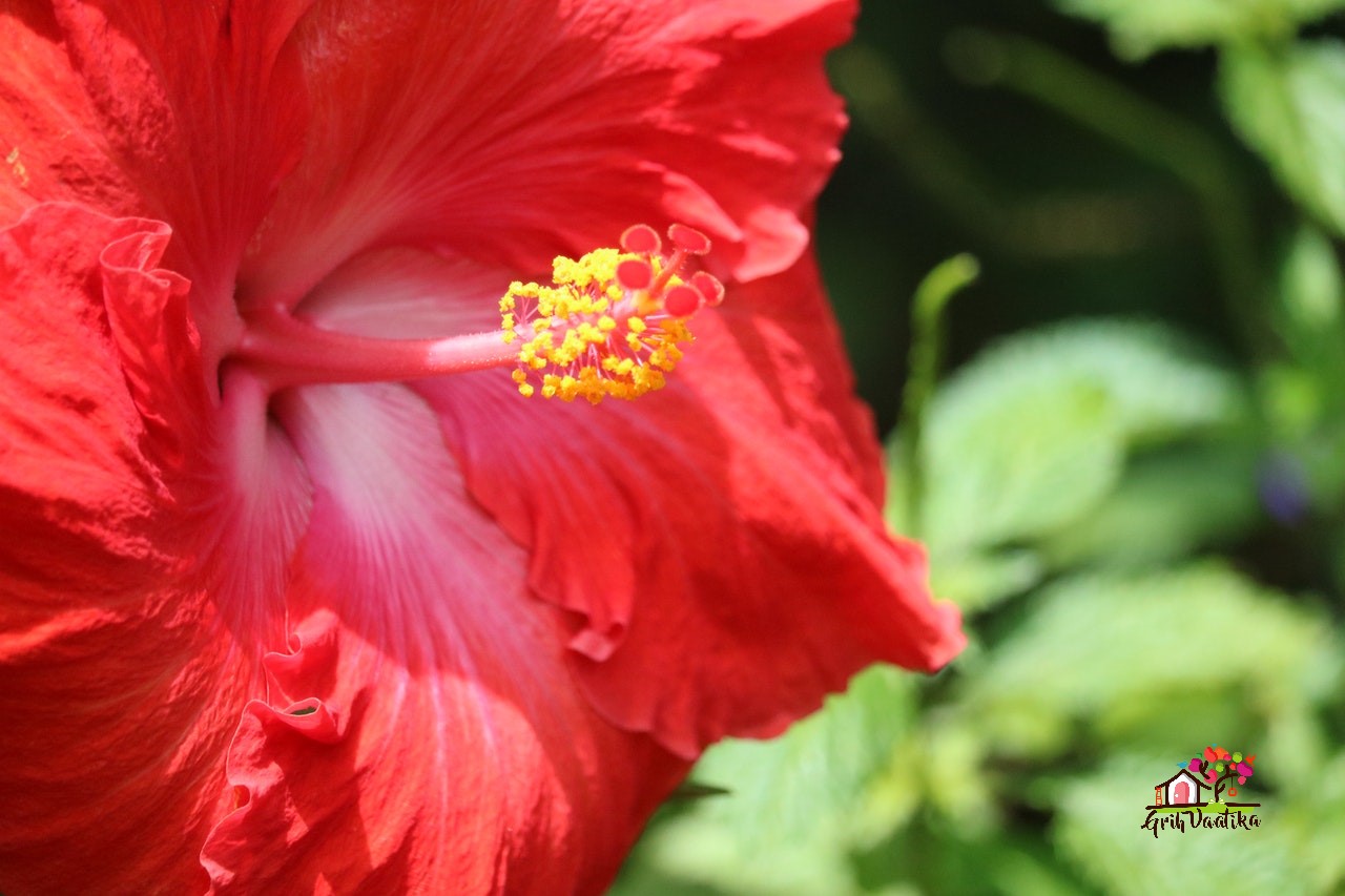 Hibiscus / Gudhal