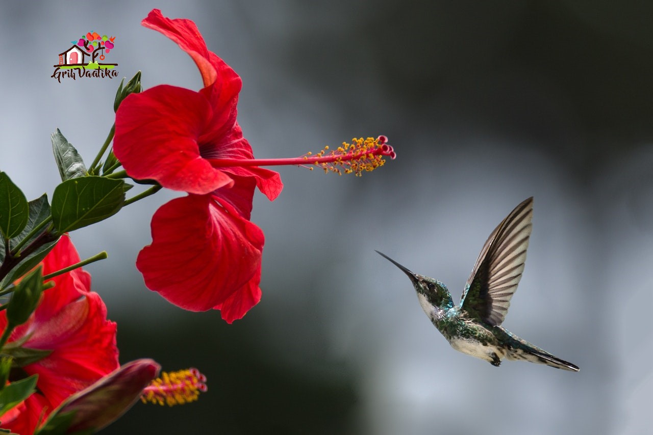 Hibiscus / Gudhal