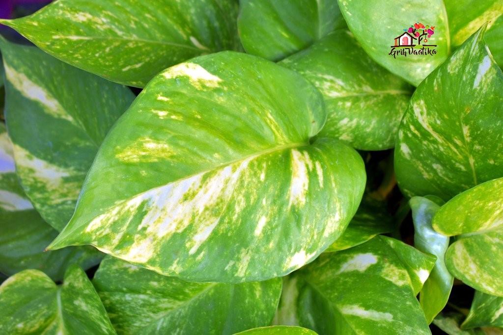 Money Plant Green