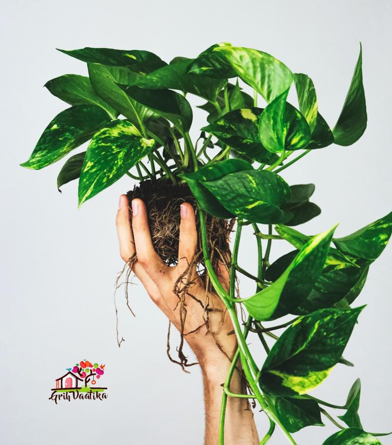 Money Plant Green