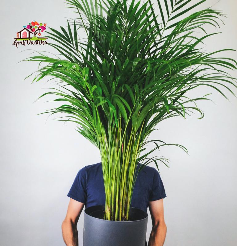 Areca Palm