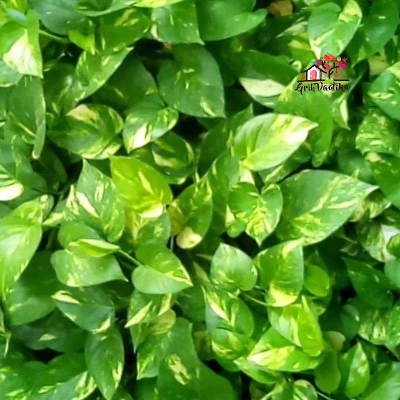 Money Plant Green