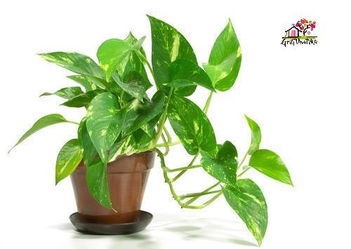 Money Plant Green