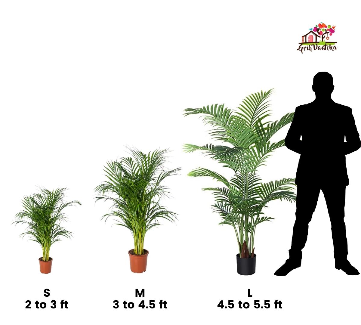 Areca Palm