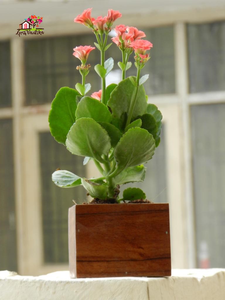 Premium Teak wood small table planter
