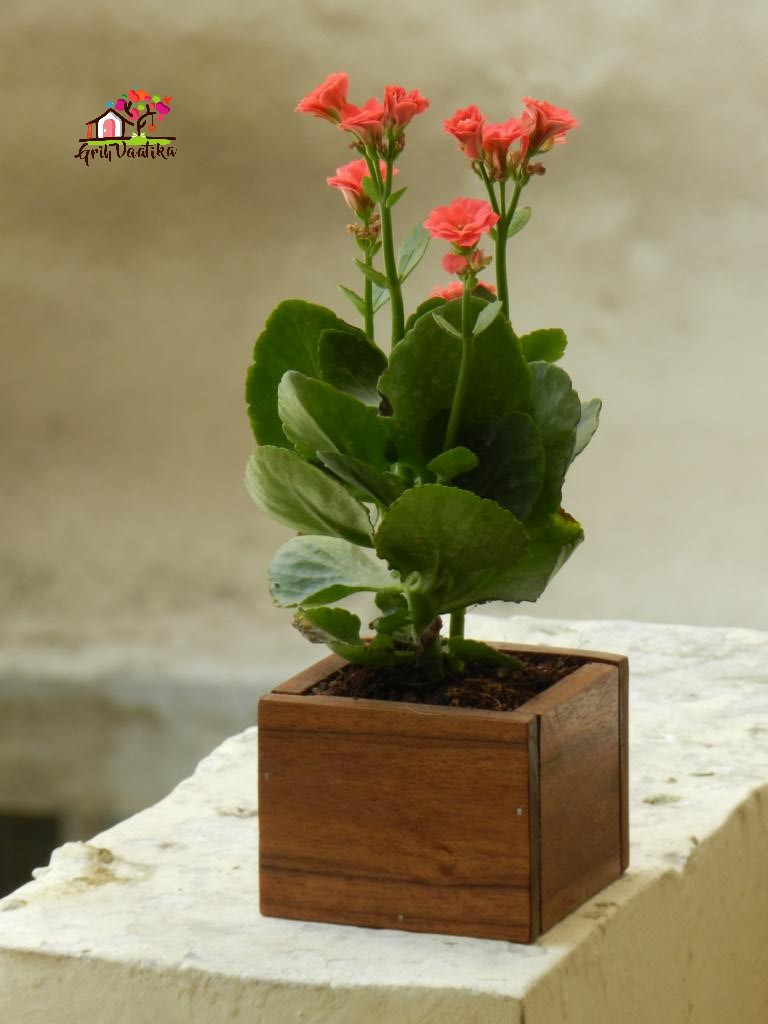 Grih Vaatika Desk succulent wooden planter