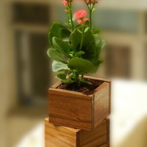 Grih Vaatika Desk succulent wooden planter