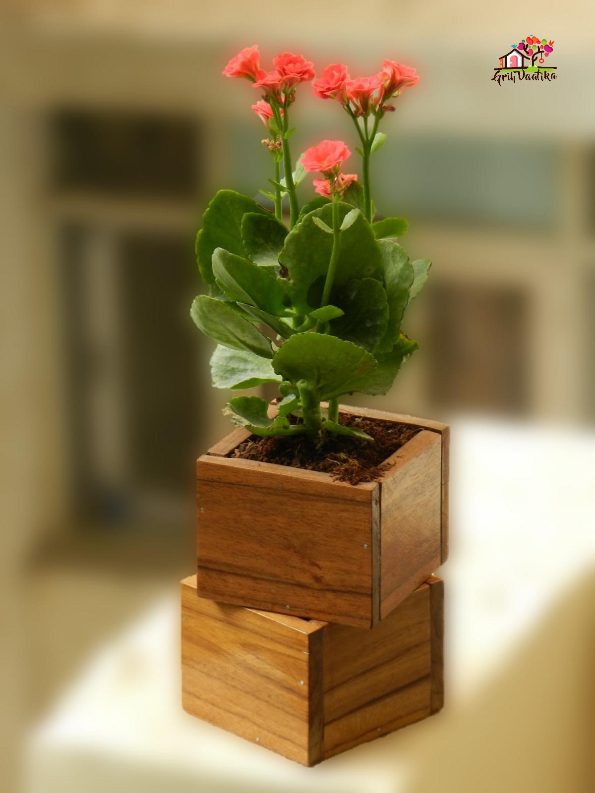 Grih Vaatika Desk succulent wooden planter